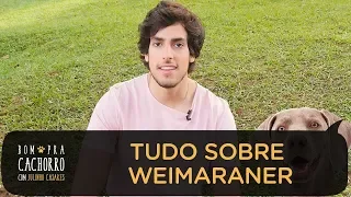 WEIMARANER -TUDO SOBRE AS RAÇAS DE CACHORRO | JULINHO CASARES