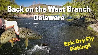 Fish Rising Everywhere!! Epic Dry Fly Fishing - West Branch Delaware River
