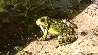 Ein magischer Ort (12.07.22) Teichfrosch