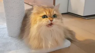 CAT.EXE STOPPED WORKING