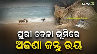 ପୁରୀ ବେଳାଭୂମିରେ ଅଜଣା ଜନ୍ତୁ : ସ୍ଥାନୀୟ ଲୋକେ ଓ ପର୍ଯ୍ୟଟକ ଆତଙ୍କିତ