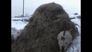 Фурункулез вымени у коз.