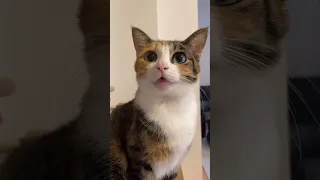 When God sends you a funny cat 🤣 Funniest cat ever 😹