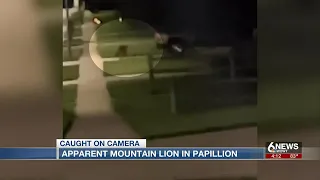 Another mountain lion sighting caught on camera