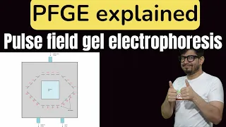 Pulsed field gel electrophoresis principle explained (PFGE)