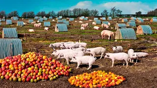 CONHEÇA A INCRÍVEL FAZENDA DE PORCOS ORGÂNICOS LIVRES