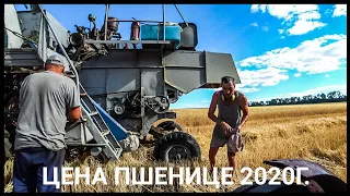 Цена пшенице для одноосибныков. Уборка пшеницы 2020! Нива СК-5 - нервоядная Хищница