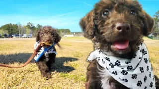 PICKING UP NEW 8 WEEK OLD LABRADOODLE PUPPY