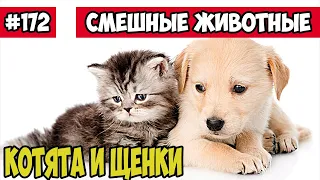 Милые и смешные котята и щенки. Смешные животные, Funny vines 172