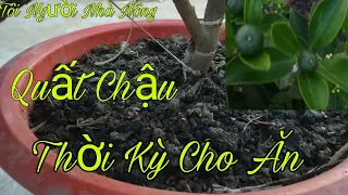 Thời Kỳ Cần Cho Quất Chậu ăn# Vietnamese gardener