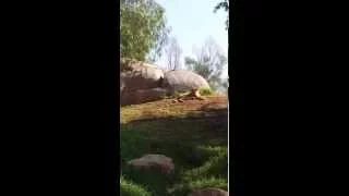 Lions at San Diego Safari Zoo