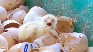 Did You Know - The Nightmare of Baby Chicks