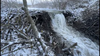 Large Beaver Dam Removal During Frost.