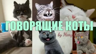 СМЕШНЫЕ ГОВОРЯЩИЕ КОТЫ И КОШКИ / ЭТИ ВИДЕО ОБЛЕТЕЛИ ВЕСЬ ИНТЕРНЕТ/ ПОДБОРКА #1 /Talking cats funny