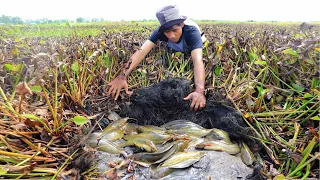 Best Top 3 - Very Lucky Fishing! Found & Catching Many Catfish & Snakehead Fish When Water Recede