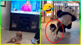 Videos Graciosos De Perros 😂 Videos De Risa De Animales