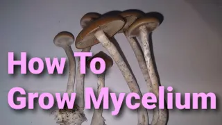 How To Grow MYCELIUM (TUTORIAL)