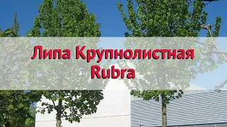 Липа крупнолистная (rubra) 🌿 Обзор: посадка и уход. крупномеры липы : описание и особенности