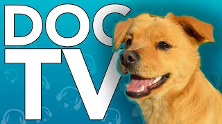 DOG TV - Virtual Beach Walking Adventure Experience! Video For Dogs (EXTENDED)