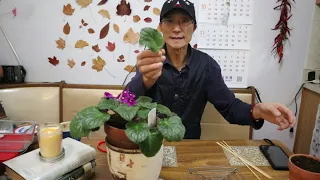 非洲紫罗兰的扦插（propagate African violets by leaf cuttings)(Video#599)