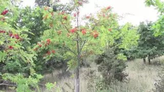 The Rowan Tree