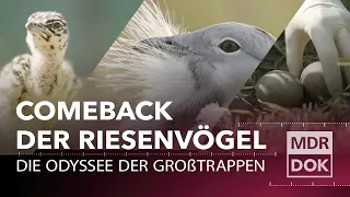 Die Riesenvögel sind zurück!  Die Odyssee der Großtrappen | MDR DOK