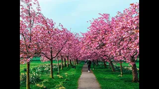 Mayday Celebration - Flower Tour in Harrogate -1080 HD