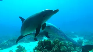 Dolphin's house ( Shaab el Erg ) Hurghada Egypt