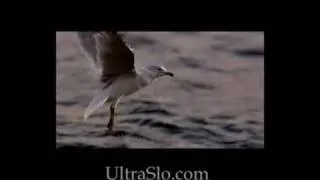 "Charlie's First Day" the UltraSlo Gull