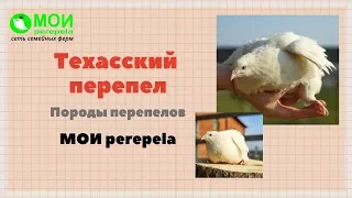 Техасский перепел | Породы перепелов | МОИ перепела