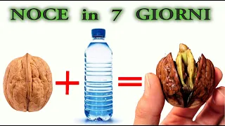 put a nut in a bottle, the result will surprise you