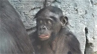 Bonobos at Jacksonville Zoo