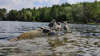 Птенцы чаек озерных