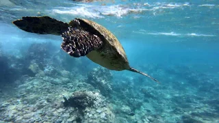 GoPro Hero 7 Black Maui Snorkeling 4K Hypersmooth - SEA TURTLES GALORE!