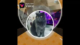 Собачка Элис и кошечка Баттерс в стиле TikTok🥰