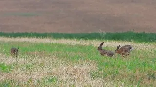 Репетиция брачных игр у зайцев