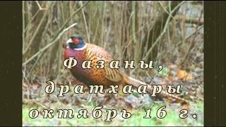 Первые фазаны, добытые моими дратхаарами, октябрь 16 г. Pheasant hunting, German wiheraired pointer.