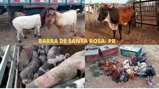 FEIRA DE ANIMAIS DE BARRA DE SANTA ROSA -PB (29/04/2021) MUITO BODE E OVELHA