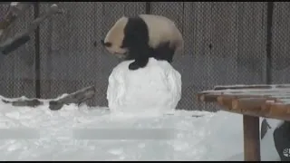 Panda Versus Snowman!