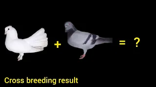 pigeons cross breeding result #birds #pigeon