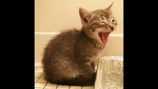 Kittens eating wet food - cute munching & welcoming new foster kittens!