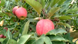 Com expectativa de 550 mil toneladas, começa colheita da maçã em Santa Catarina!