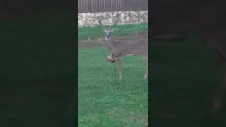 Zombie deer