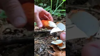 Lobster Mushroom Nature ASMR