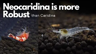 Maybe I keep Neocaridinas instead because... | Caridina Shrimp Tank