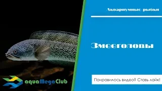 Аквариумные змееголовы: виды, содержание, кормление, разведение.