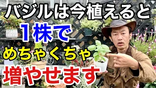 【賢人の増やし方】バジルをとんでもなく増やせる植え方教えます　　　　　【カーメン君】【S&B】【ハーブ】【初心者】