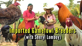 Quality Imported Gamefowl - Sheryl Lomboy