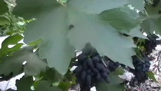 Сорт винограда "Атос" - сезон 2018 # Grape variety "Atos" - season 2018