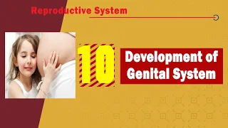 10. Development of genital system